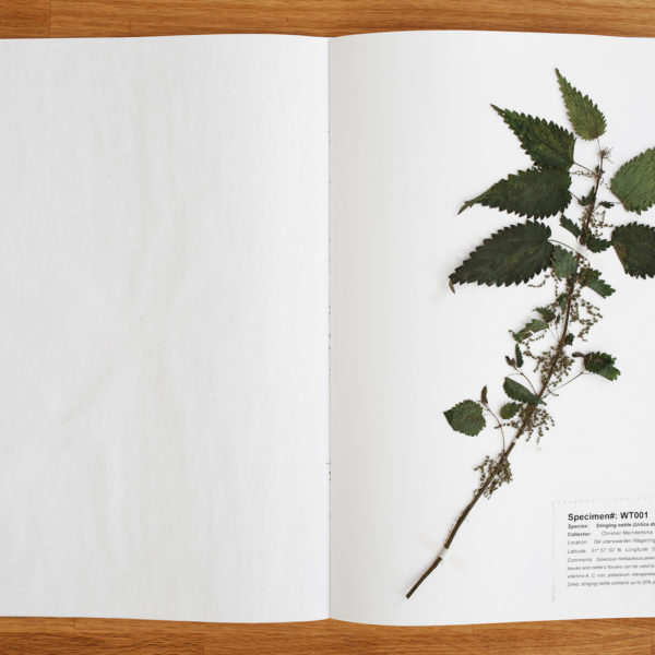 Wild tea herbarium